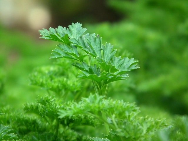 Parsley water for UTI home remedy - HealthZippy